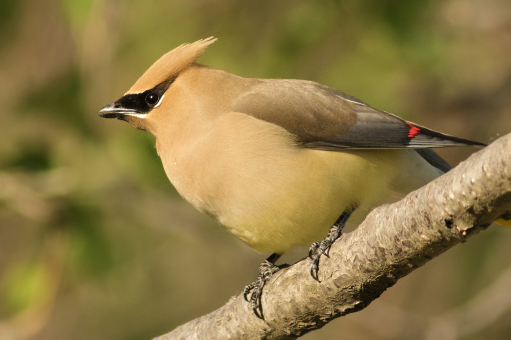 Cedar Waxwing